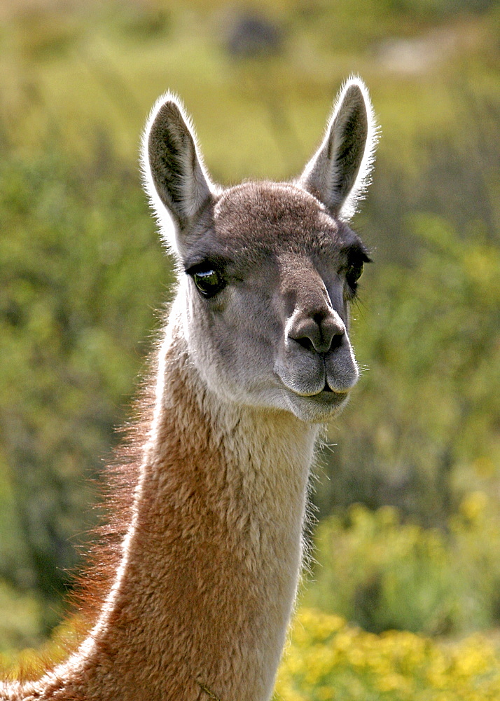 Guanaco in Torres del Paine National Park, Patagonia, Chile, South America