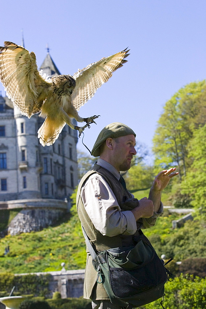 A Bengal Eagle Owl at Dunrobin Castle landing on the head of a man, Falconer, Scotland, Great Britain