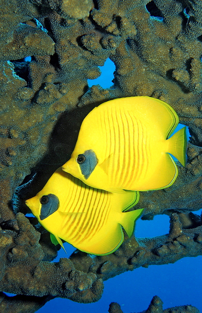 Two Masked Butterflyfishes, Chaetodon semilarvatus, Sudan, Africa, Red Sea