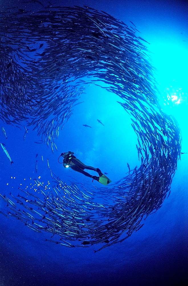 Blackfin barracuda and scuba diver, Sphyraena qenie, Sudan, Africa, Red Sea