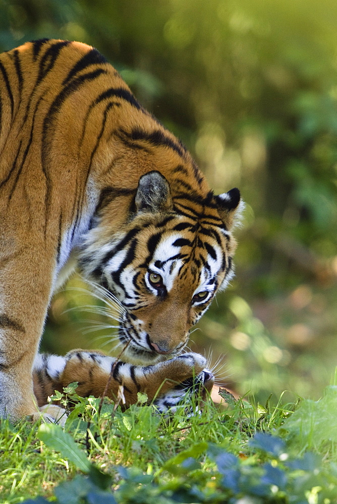 Siberian Tigers, mother and cub, Panthera tigris altaica, captive