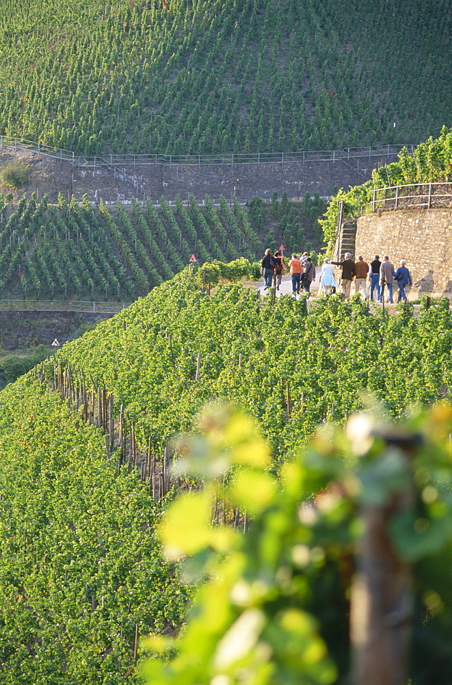 Vineyard Dernauer Pfarrwingert, Dernau, Rhineland-Palatinate, Germany