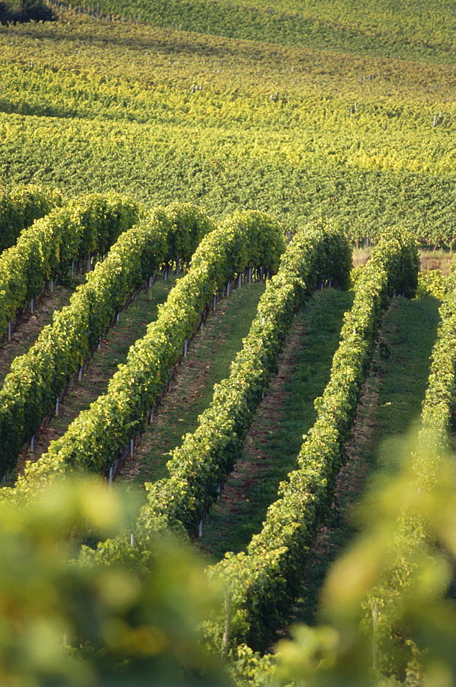 Vineyard Kirchspiel, Westhofen, Rhenish Hesse, Germany