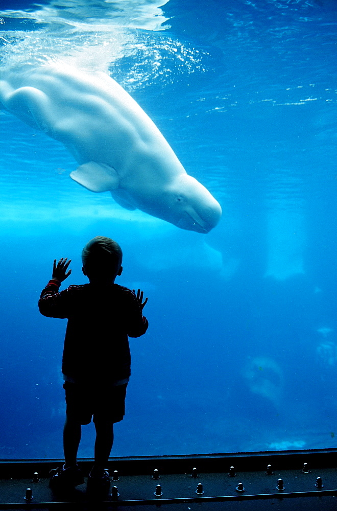 Child looking at Beluga whale, Delphinapterus leucas, USA, California, San Diego, SeaWorld