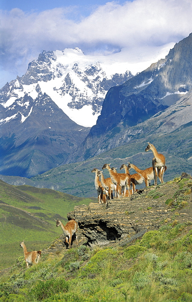 Guanacos, Lama guanicoe, Cuernos del Paine, Paine mountains, Torres del Paine Nationalpark, Patagonia, Chile