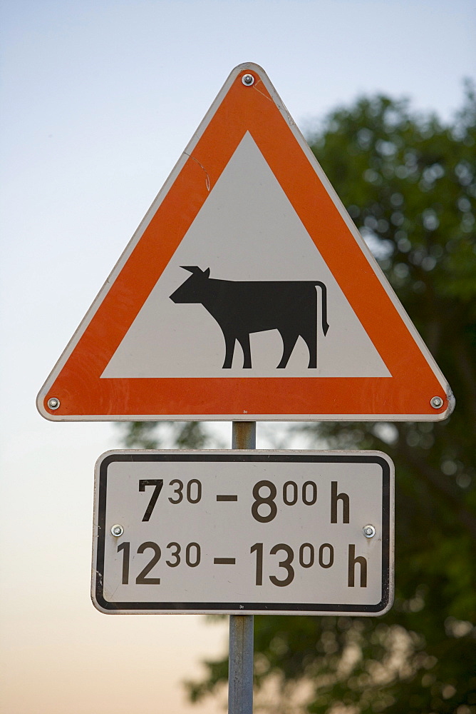 Cow Crossing Warning Sign, Bettenhausen, Rhoen, Thuringia, Germany