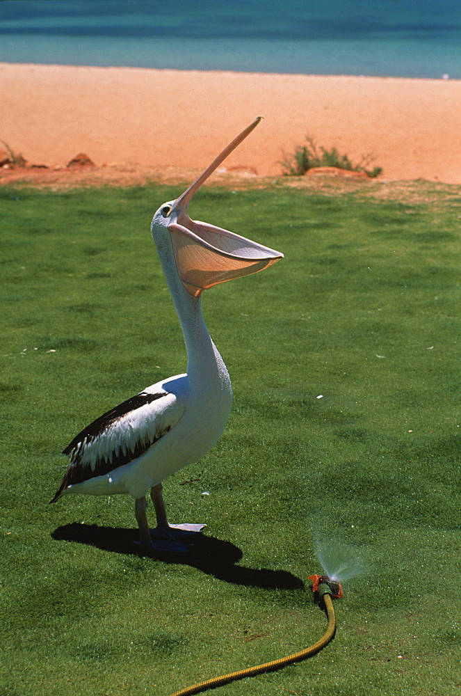 Pelican drinking water from hosepipe, Beach pf Monky Mia, Western Australia