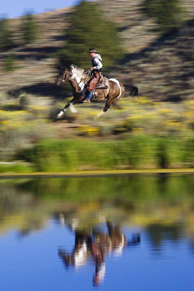 cowboy horseriding, Oregon, USA