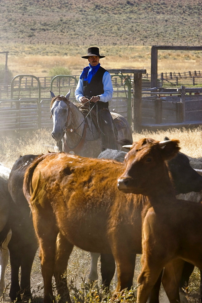 cowboy with cattle, Oregon, USA