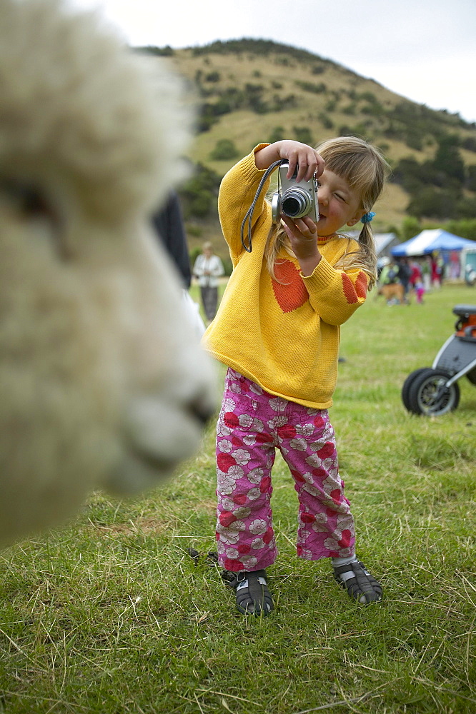 Girl photographing sheep, Okains Bay Bank`s Peninsula, east coast, South Island, New Zealand