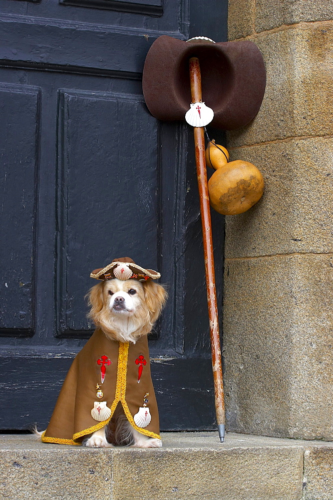 Dog in pilgrim dress, Praza do Obradoiro, Santiago de Compostela, Galicia, Spain