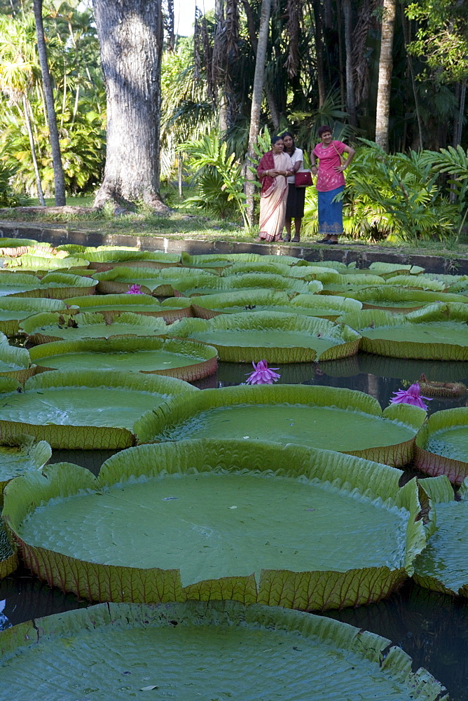 Indian Women at Giant Amazon Waterlily Pond, (Victoria amazonica), Sir Seewoosagur Ramgoolam Botanic Garden, Pamplemousses, Pamplemousses District, Mauritius