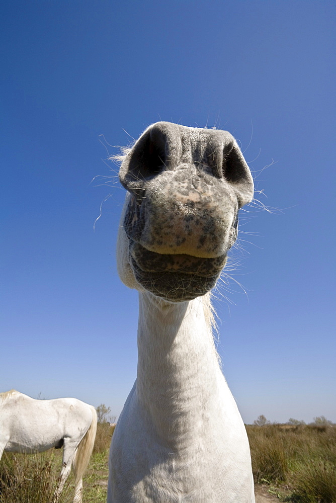 Camargue horse, Camargue, South France