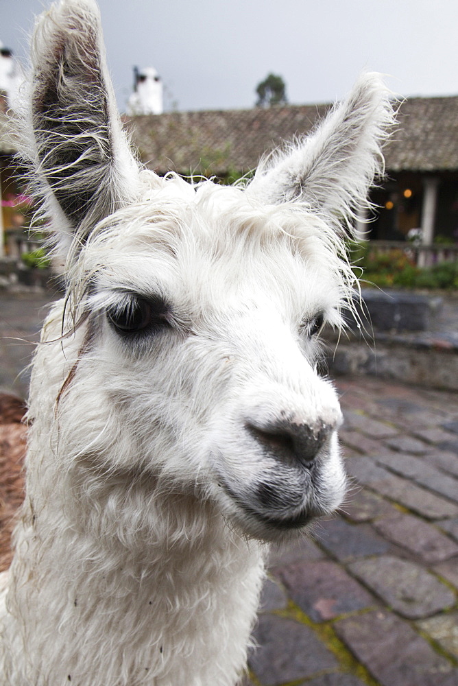 Lama at Hacienda San Augustin de Callo, Andes, Ecuador, South America