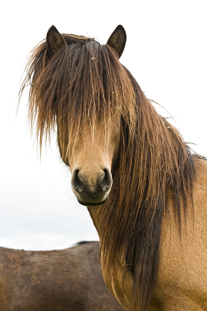 Icelandic horses near Hofn, Iceland, Scandinavia, Europe