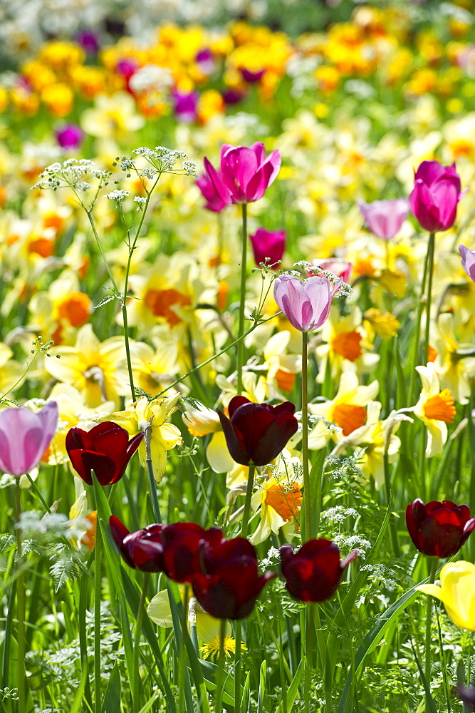 Flower meadow with tulips, Mainau Island, Lake Constance, Baden-Wuerttemberg, Germany, Europe