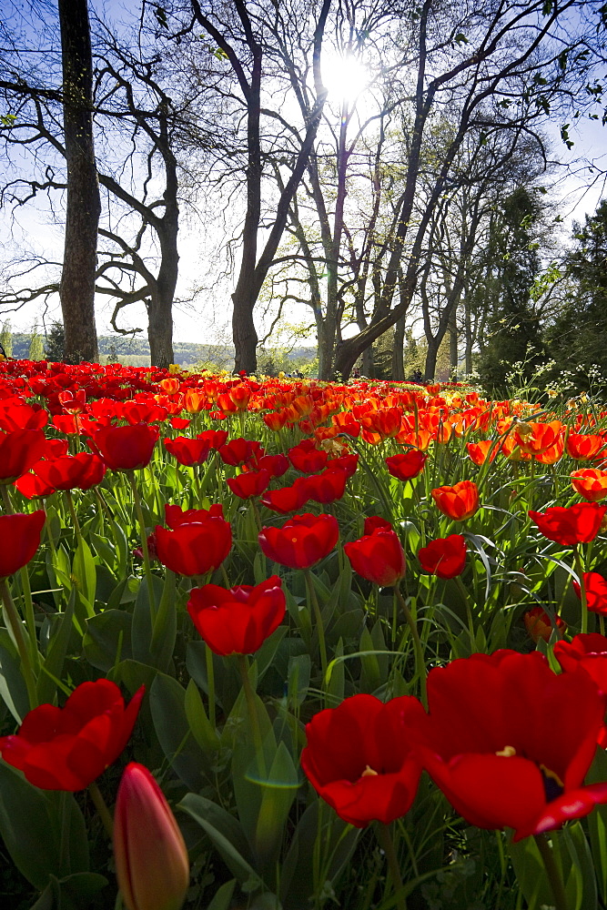 Flower meadow with tulips, Mainau Island, Lake Constance, Baden-Wuerttemberg, Germany, Europe