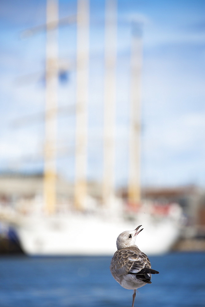 One-legged seagull and sailing cruise ship Star Flyer, Helsinki, Southern Finland, Finland, Europe