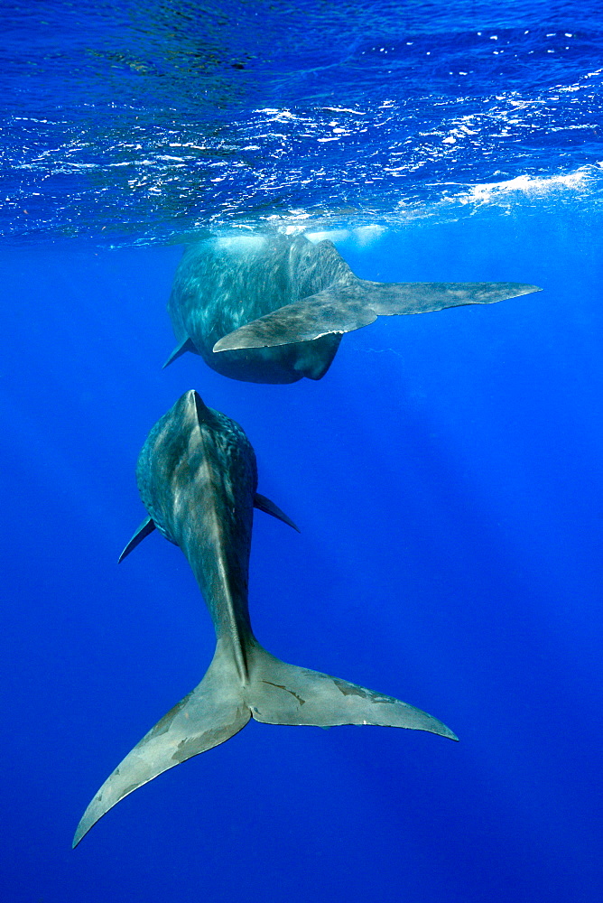 Social bahavior of Sperm Whale, Physeter macrocephalus, Caribbean Sea, Dominica, Leeward Antilles, Lesser Antilles, Antilles, Carribean, West Indies, Central America, North America