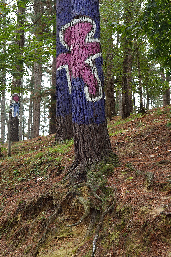 Painted trunks of trees, El bosque pintado de Oma, El bosque animado de Oma, Parte de este nino y parte del otro da uno mas, A part of this child and a part of the other one makes some more, Kortezubi, Guernica, natural reserve of Urdaibai, province of Bizkaia, Basque Country, Euskadi, Northern Spain, Spain, Europe