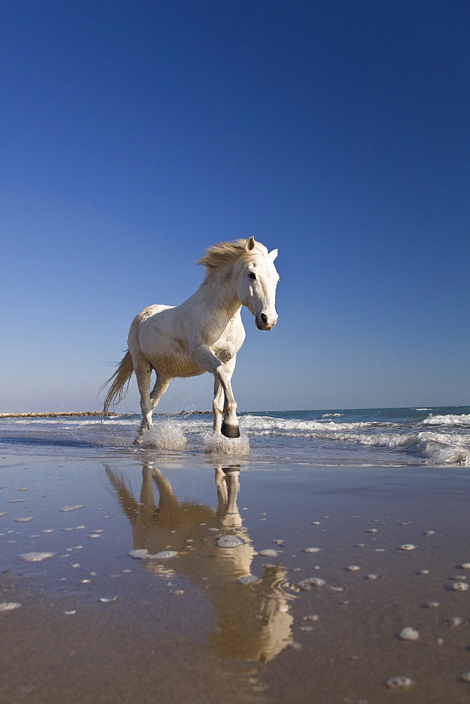 Camargue horse running in water at beach, Camargue, France