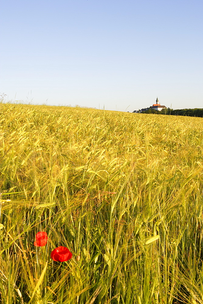 View at a corn field, Benedictine abbey Andechs in a distance, district of Starnberg, Bavaria