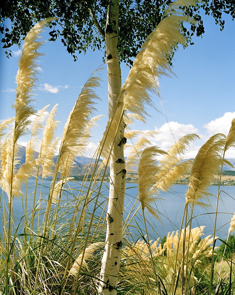 Birch tree in blooming reed on shore of Lake Wanaka, Wanaka, Central Otago, South Island, New Zealand