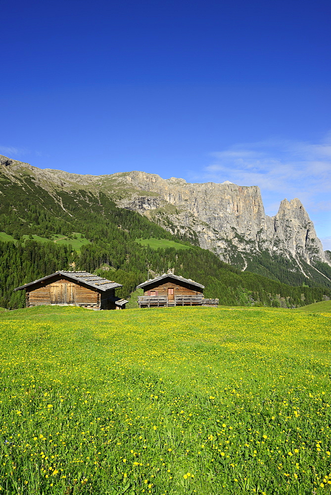 Flowering meadow and hay barns in front of Schlern and Rosszaehne, Seiseralm, Dolomites, UNESCO world heritage site Dolomites, South Tyrol, Italy