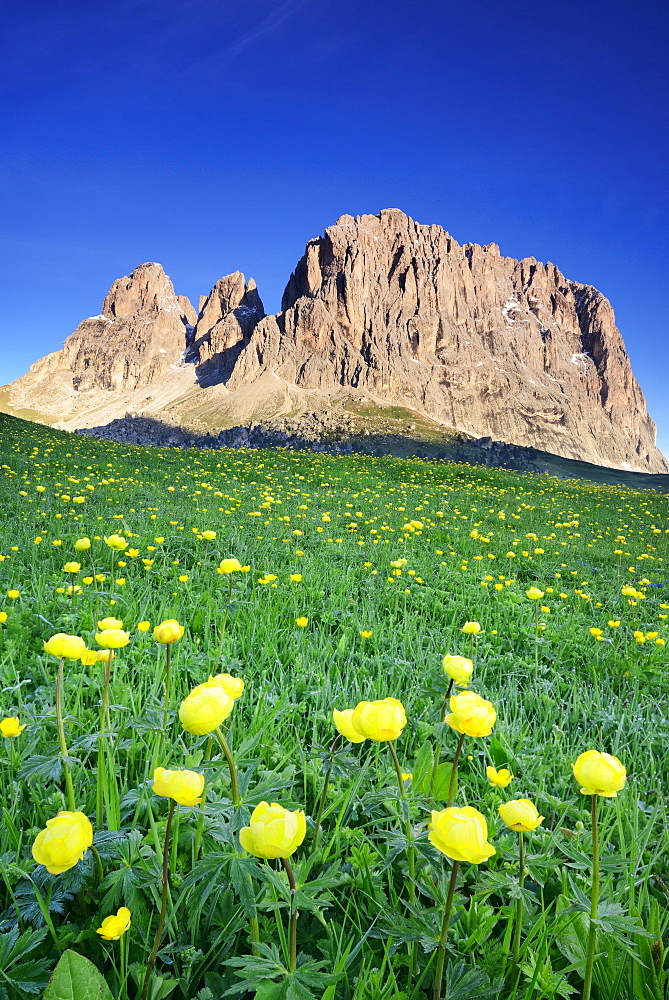 Flowering meadow with globeflowers in front of Langkofel, Langkofel, Dolomites, UNESCO world heritage site Dolomites, South Tyrol, Italy