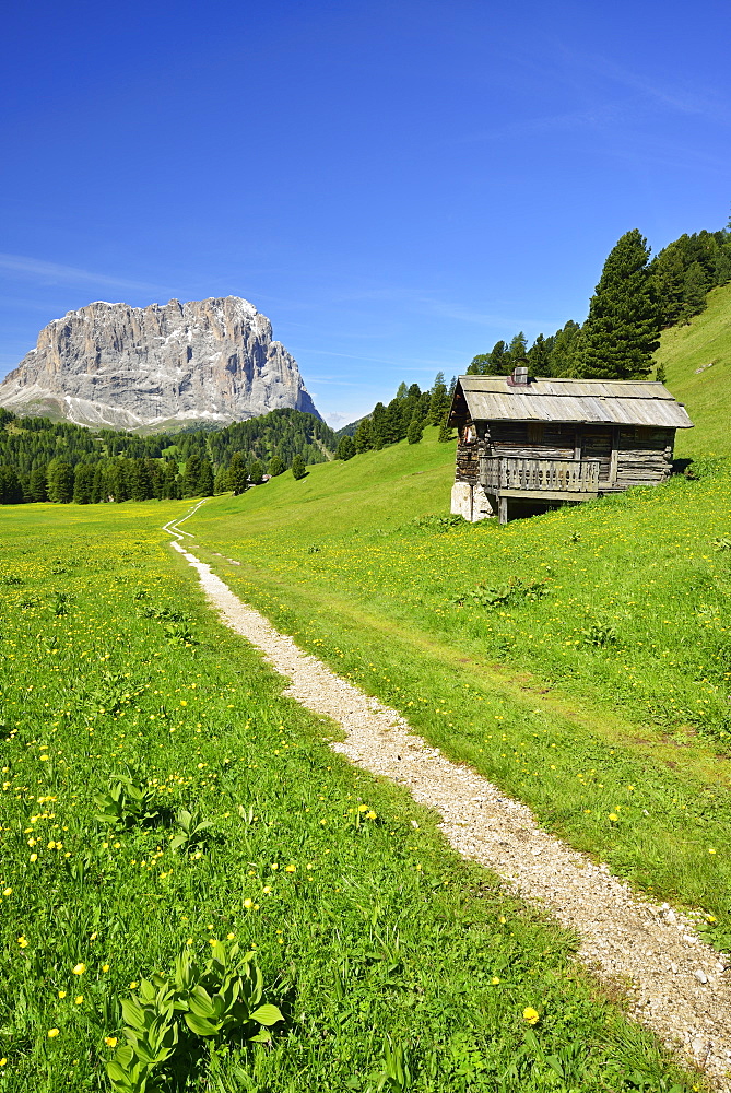 Path leading through flowering meadow with hay stacks in front of Langkofel, Langkofel, Dolomites, UNESCO world heritage site Dolomites, South Tyrol, Italy