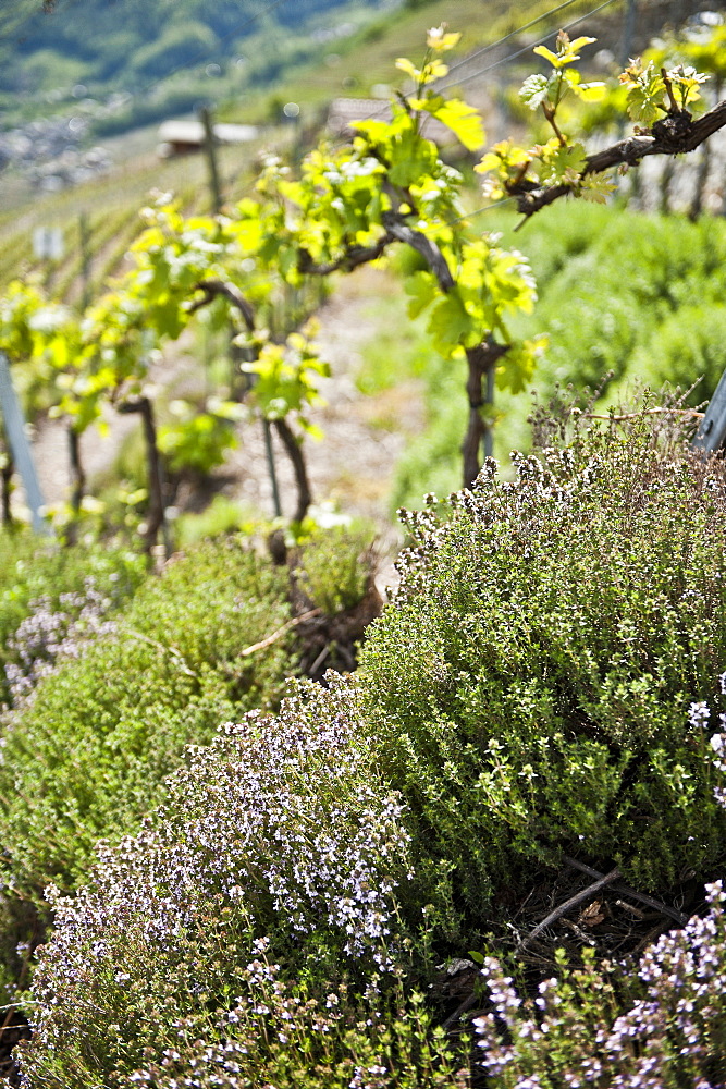 Flowers and wine fields in the background, Wine Region, Valais, Switzerland