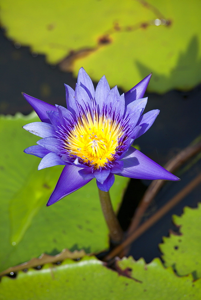 Water lily in Kampot province, Cambodia, Asia