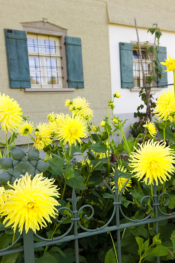 Yellow dahlia flowers in a garden in front of a farmhouse, Allgaeu, Germany