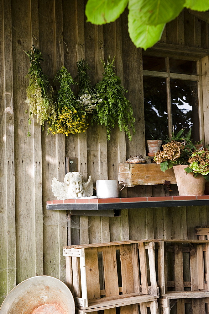 Herbs hung up to dry on the outside of a garden shed, Garden, Homemade