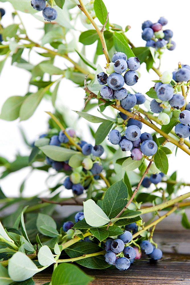 Ripe bilberries, blueberries, ready for picking, harvest, Fruit