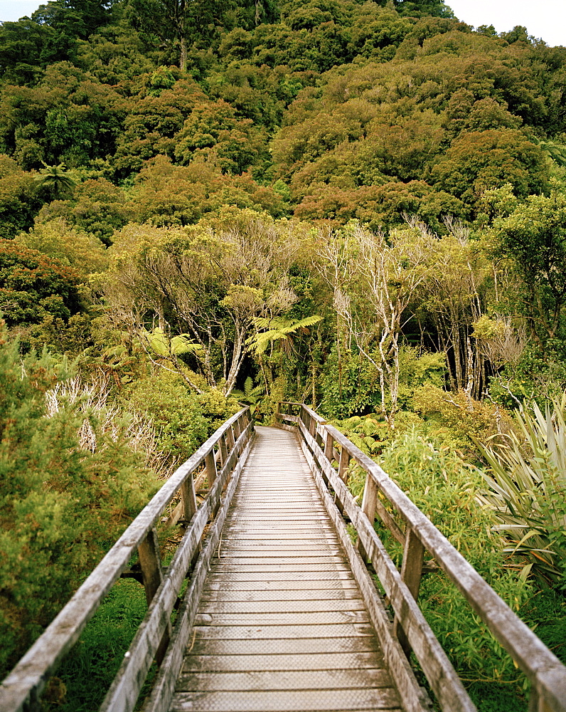 Wooden pier and forest at Jackson Bay, West coast, South Island, New Zealand