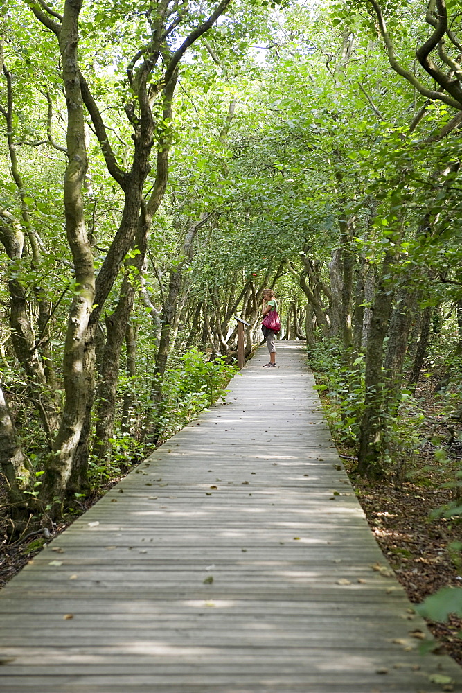 Wooden path near Norddorf, Amrum, North Frisian Islands, Schleswig-Holstein, Germany