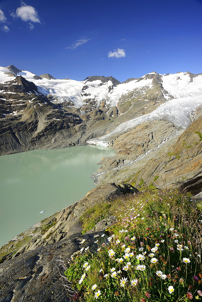 Alpine meadow in front of Gauli glacier and lake Gaulisee, lake Gaulisee, UNESCO World Heritage Site Swiss Alps Jungfrau-Aletsch, Bernese Alps, Bernese Oberland, Bern, Switzerland