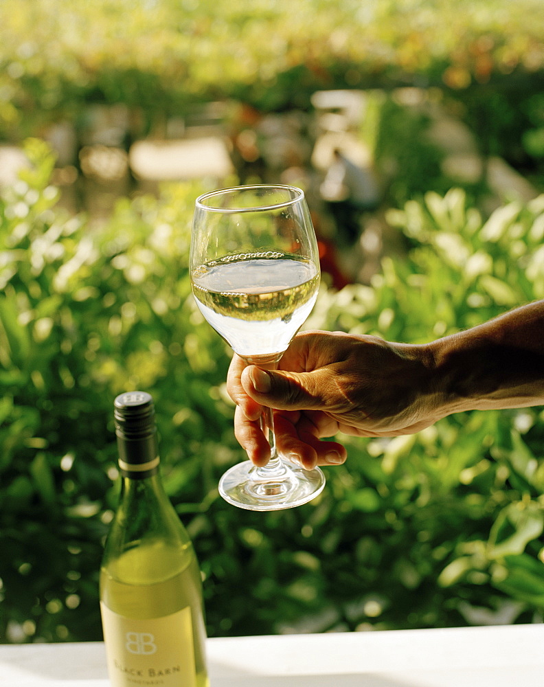 Wine tasting, hand holding a wineglass of white wine, Black Barn Vineyards, Havelock North, Hawke`s Bay, North Island, New Zealand