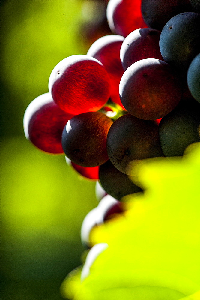 Red wine grapes at the Lago di Garda, Province of Verona, Northern Italy, Italy