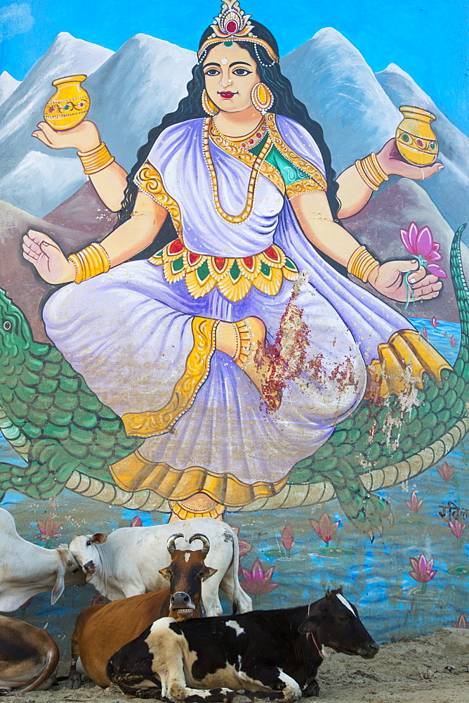 Cattle relax in front of mural of Lakshmi, Goddess of Wealth and Beaty, on a water tower at Dasaswamedh Ghat, Varanasi, Uttar Pradesh, India