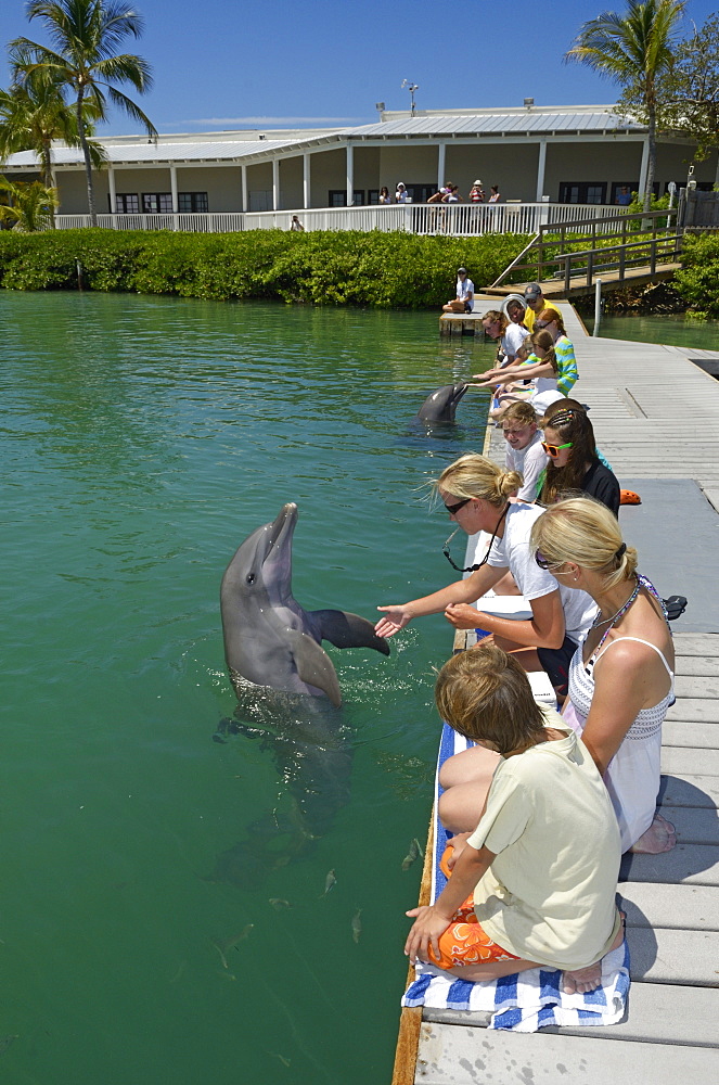 Tourists swimming and playing with dolphins, dolphin show, Hawks Cay Resort, Florida Keys, USA