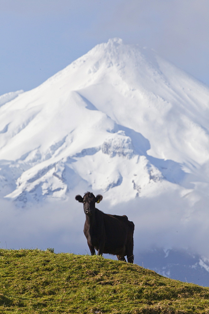 Dairy cow grazing on a meadow in front of the Mt Egmont volcano, Mount Taranaki snow cone, North Island, New Zealand