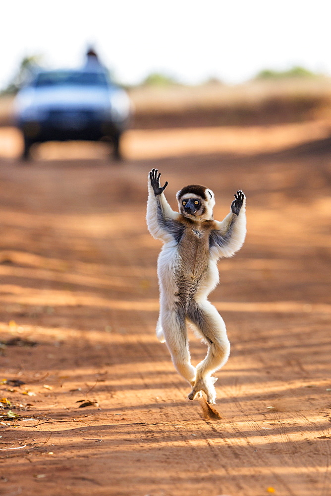 Verreaux Sifaka dancing across the road, Propithecus verreauxi, Berenty Reserve, Madagascar, Africa