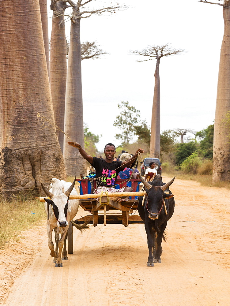 Oxcart on a Baobab alley near Morondava, Adansonia grandidieri, Madagascar, Africa