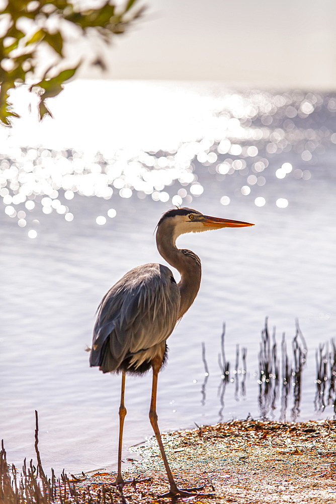 Permanent resident on Little Palm Island, the great blue heron named Spencer, Little Palm Island Resort, Florida Keys, USA