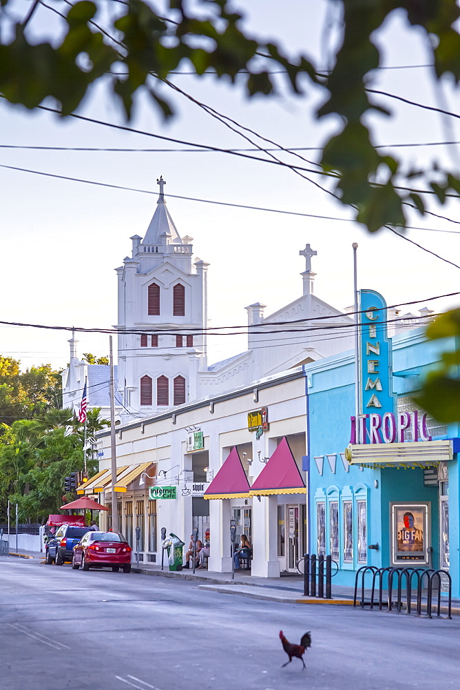 Chicken crossing the street in front of the Tropic Cinema and St. Pauls Episcopal Church, Key West, Florida Keys, USA