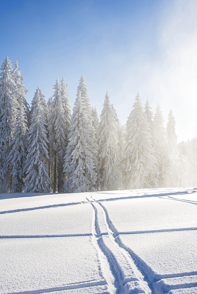 Snow covered trees and ski tracks, Schauinsland, near Freiburg im Breisgau, Black Forest, Baden-Wuerttemberg, Germany