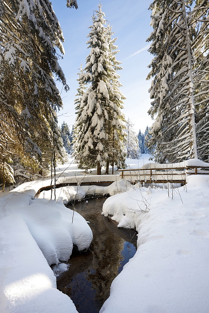 Snow covered trees and small stream, Bernau, Black Forest, Baden-Wuerttemberg, Germany