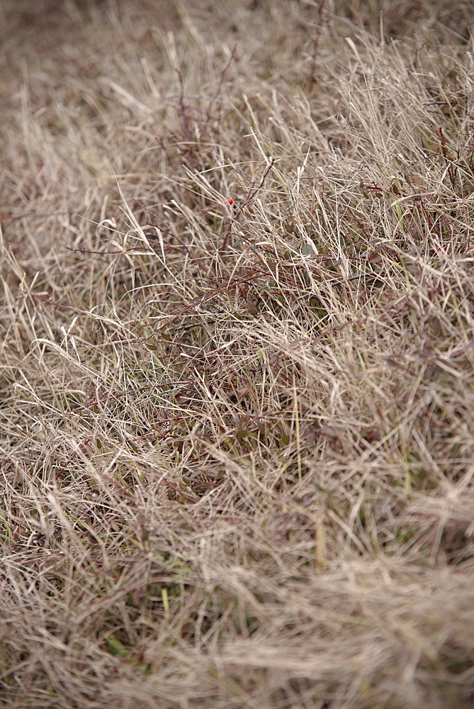 Dried out gras and bushes, Aalen, Ostalb province, Baden-Wuerttemberg, Germany